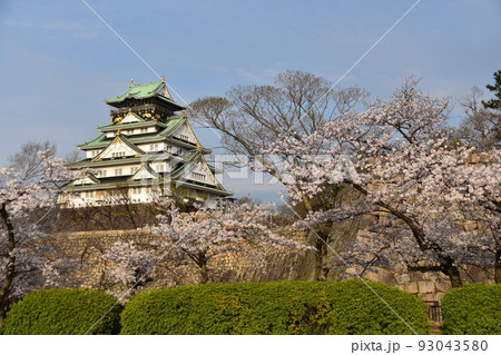 日本の大阪府 春の大阪城 満開の桜と青空と立派な天守閣 日本の大阪府 春の大阪城 満開の桜と青空と立派な天守閣 93043580