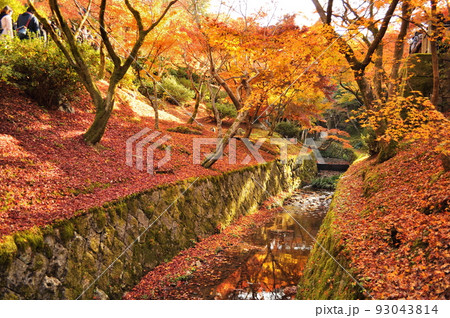 京都府　東福寺の紅葉 93043814