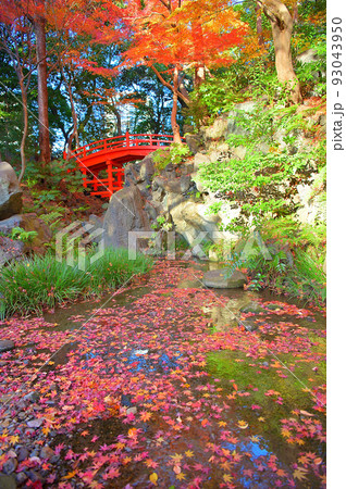 紅葉（小石川後楽園） 93043950