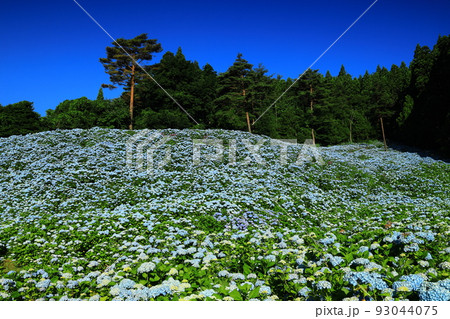 宮城県気仙沼市 青空と紫陽花 宮城県気仙沼市 青空と紫陽花 93044075