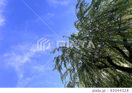 柳の木　 93044328