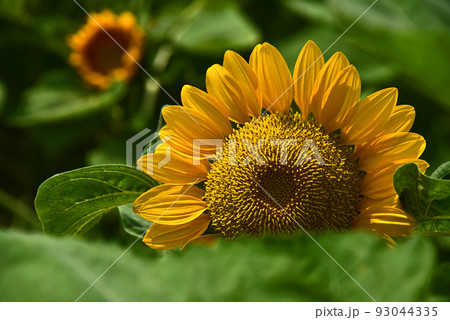 ヒマワリ 93044335