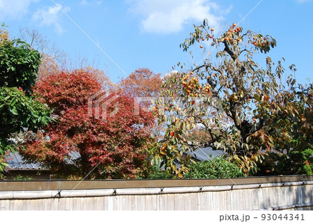 秋の庭風景 93044341