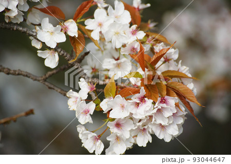 山桜満開 山桜満開 93044647