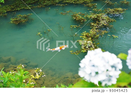 マネの池・アジサイ マネの池・アジサイ 93045425