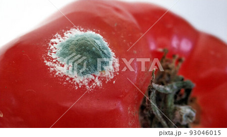 Green mold on a red tomato vegetables close-up on a white background Green mold on a red tomato vegetables close-up on a white background 93046015