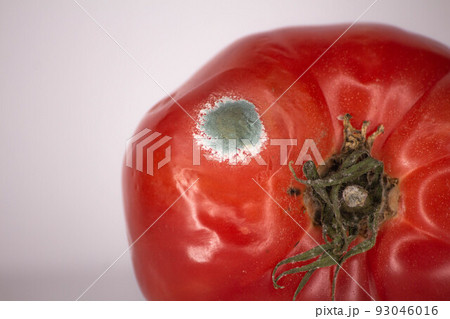 Green mold on a red tomato vegetables close-up on a white background Green mold on a red tomato vegetables close-up on a white background 93046016