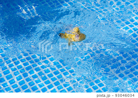 Yellow small cute duckling in swimming pool. Duckling swimming in crystal clear blue water sunny summer day. Yellow small cute duckling in swimming pool. Duckling swimming in crystal clear blue water sunny summer day. 93046034