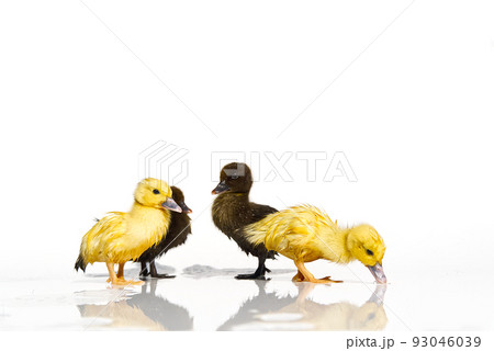 NewBorn little Cute yellow and black ducklings in water on white background. NewBorn little Cute yellow and black ducklings in water on white background. 93046039