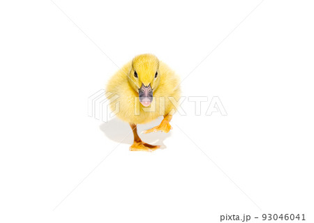 NewBorn little Cute yellow duckling isolated on white. NewBorn little Cute yellow duckling isolated on white. 93046041