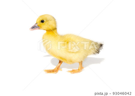 NewBorn little Cute yellow duckling isolated on white. NewBorn little Cute yellow duckling isolated on white. 93046042