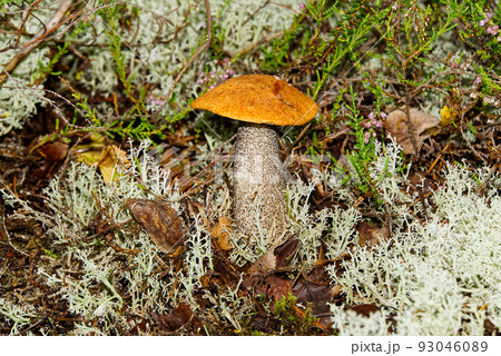 Edible orange-cap mushroom growing in green moss. Leccinum aurantiacum Harvesting mushrooms in forest. edible mushrooms in northern forests of europe. 93046089