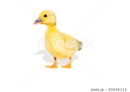 NewBorn little Cute yellow duckling isolated on white. NewBorn little Cute yellow duckling isolated on white. 93046113