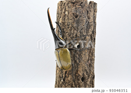 ヘラクレスオオカブト　オス　165mm 93046351