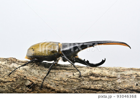 ヘラクレスオオカブト　オス　165mm 93046368