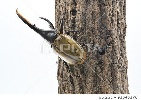 ヘラクレスオオカブト　オス　165mm 93046376