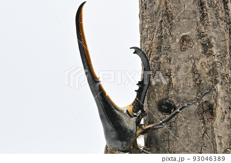 ヘラクレスオオカブト オス 165mm ヘラクレスオオカブト オス 165mm 93046389