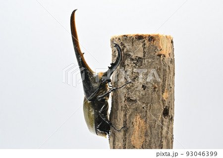 ヘラクレスオオカブト　オス　165mm 93046399