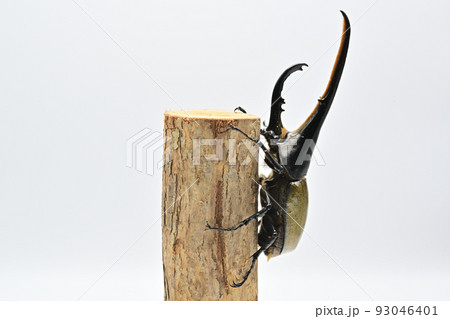 ヘラクレスオオカブト オス 165mm ヘラクレスオオカブト オス 165mm 93046401