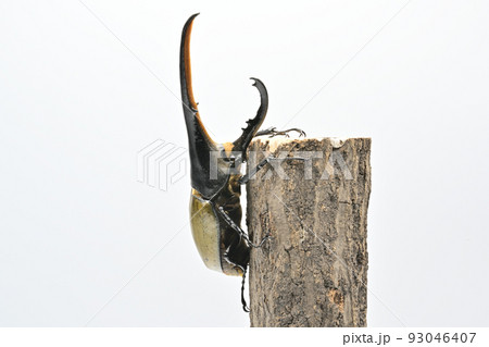 ヘラクレスオオカブト　オス　165mm 93046407