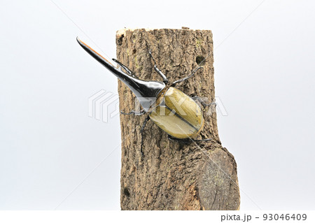 ヘラクレスオオカブト　オス　165mm 93046409