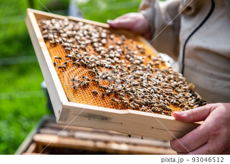Beekeeper in a protective suit pulls out a honey frame with bees from a wooden hive. Beekeeper in a protective suit pulls out a honey frame with bees from a wooden hive. 93046512