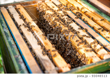 Many bees on honeycomg in beehive Many bees on honeycomg in beehive 93046513
