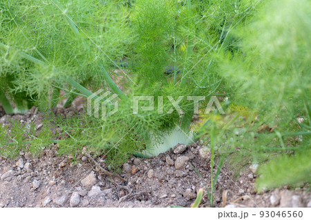 Fennel Bulb in garden bed. Annual fennel, Foeniculum vulgare azoricum. Florence or bulbing fennel. Gardening background Fennel Bulb in garden bed. Annual fennel, Foeniculum vulgare azoricum. Florence or bulbing fennel. Gardening background 93046560
