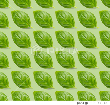 Italian Basil leaf herb seamless pattern on green background, Creative seamless pattern made from fresh green basil flat lay layout. Italian Basil leaf herb seamless pattern on green background, Creative seamless pattern made from fresh green basil flat lay layout. 93047048