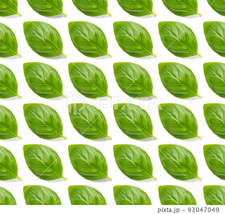 Italian Basil leaf herb seamless pattern on white background, Creative seamless pattern made from fresh green basil flat lay layout. 93047049