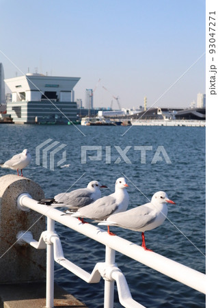 カモメの休憩 93047271