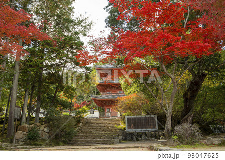 紅に染まる楓 93047625