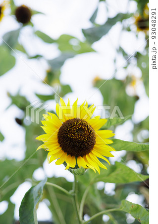 ひまわり 93048291