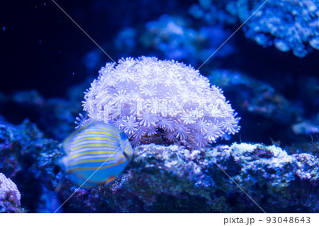 綺麗なサンゴ 93048643