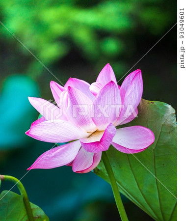 東寺の蓮 93049601