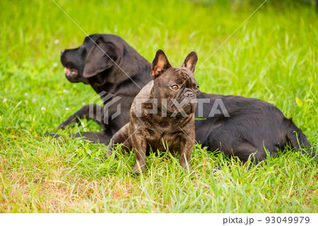 Two dogs on the grass, a French bulldog in focus and a black Labrador retriever in defocus. 93049979