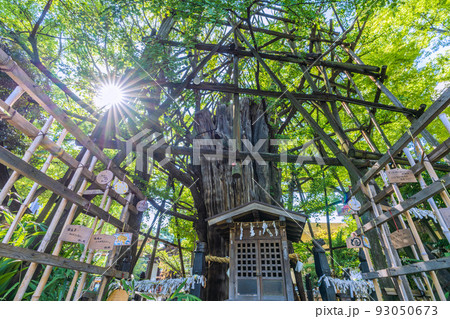 日本の川崎都市景観 8月・夏。太陽光(木漏れ日)と緑に包まれた川崎の稲毛神社・御神木大銀杏 日本の川崎都市景観 8月・夏。太陽光(木漏れ日)と緑に包まれた川崎の稲毛神社・御神木大銀杏 93050673