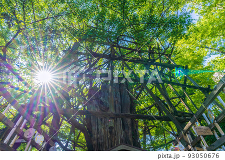 日本の川崎都市景観 8月・夏。太陽光(木漏れ日)と緑に包まれた川崎の稲毛神社・御神木大銀杏 日本の川崎都市景観 8月・夏。太陽光(木漏れ日)と緑に包まれた川崎の稲毛神社・御神木大銀杏 93050676