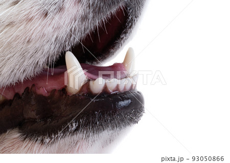 muzzle dog corgi welsh pembroke close-up muzzle dog corgi welsh pembroke close-up 93050866