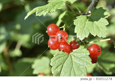 Juicy ripe currant berries on a green bush. Berries close-up. 93051278