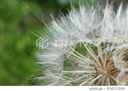 Giant dandelion close-up macro photo in summer afternoon Giant dandelion close-up macro photo in summer afternoon 93051304