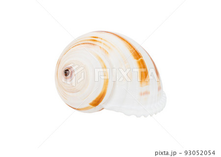 Sea shell isolated on white background. Close up seashell top view 93052054