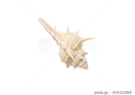 Sea shell isolated on white background. Close up seashell top view Sea shell isolated on white background. Close up seashell top view 93052066