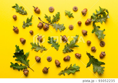 Branch with green oak tree leaves and acorns on colored background, close up top view 93052235