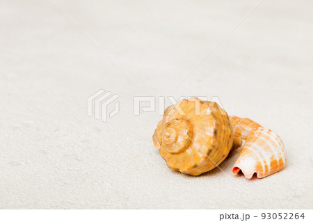 Beach seashells on colored background. Mock up with copy space Beach seashells on colored background. Mock up with copy space 93052264