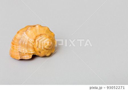 Beach seashells on colored background. Mock up with copy space 93052271