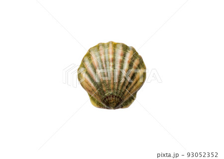 clam shell isolated on white background. perspective view. natural seashell clam shell isolated on white background. perspective view. natural seashell 93052352