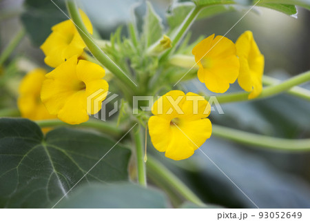 ウンカリナの花 ウンカリナの花 93052649