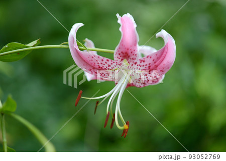 カノコユリ 93052769