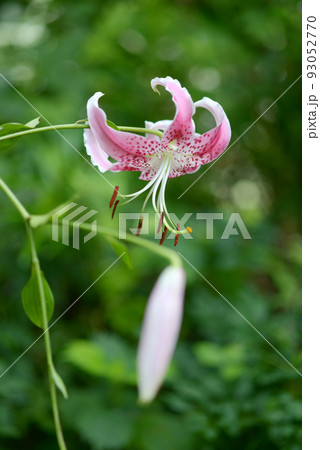 カノコユリ 93052770